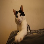 Mister Lazy